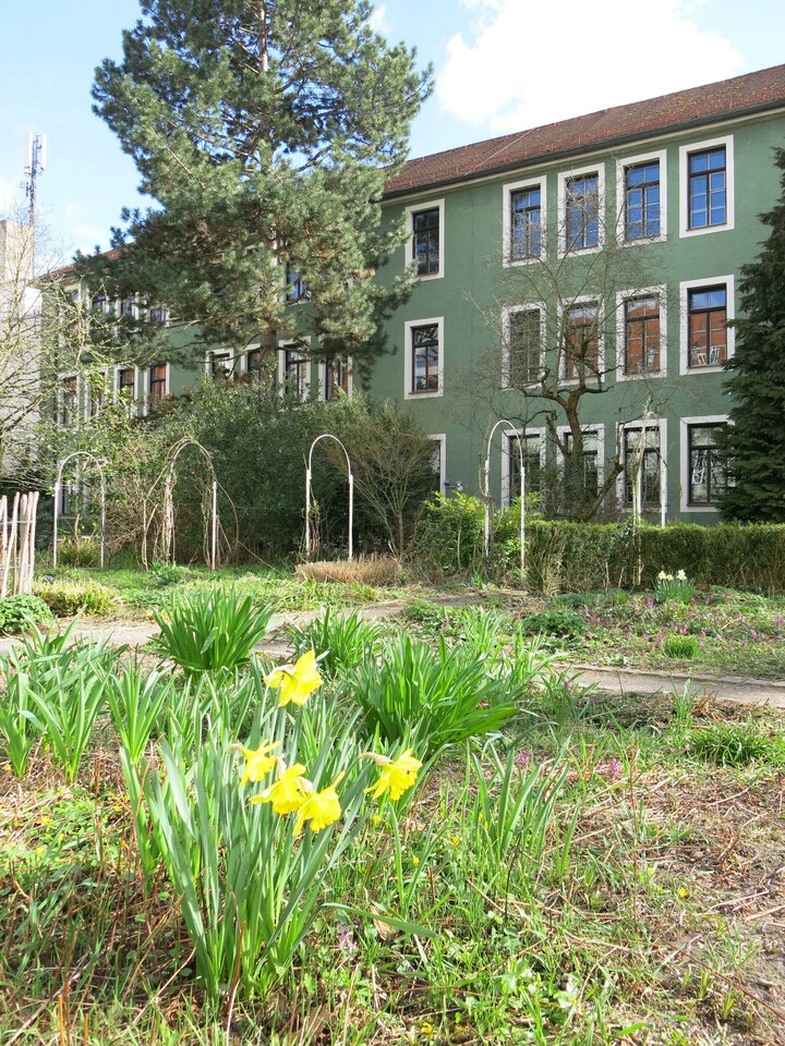 C-Haus-Narzissen-2026